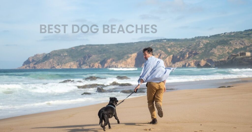 7 Best Beaches That Allow Dogs In Florida 1024x536 