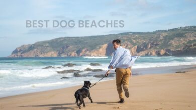 7 Best Beaches that Allow Dogs in Florida