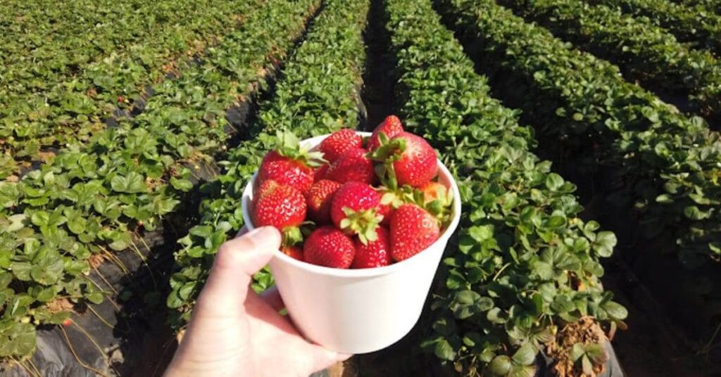 Carlsbad Strawberry Company